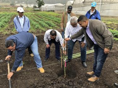 planting pear tree