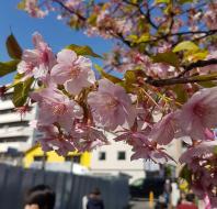 河津桜の写真