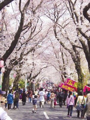 桜並木の写真