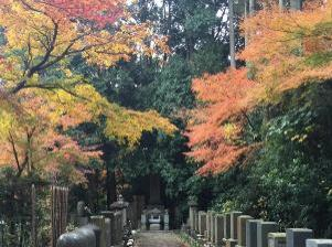 momiji