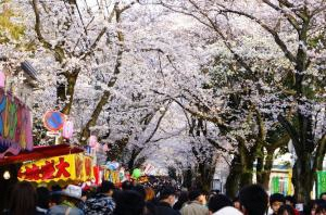 sakuramatsuri