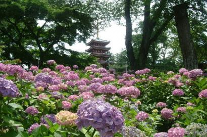 本土寺のあじさい