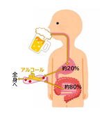 アルコール摂取の説明画像
