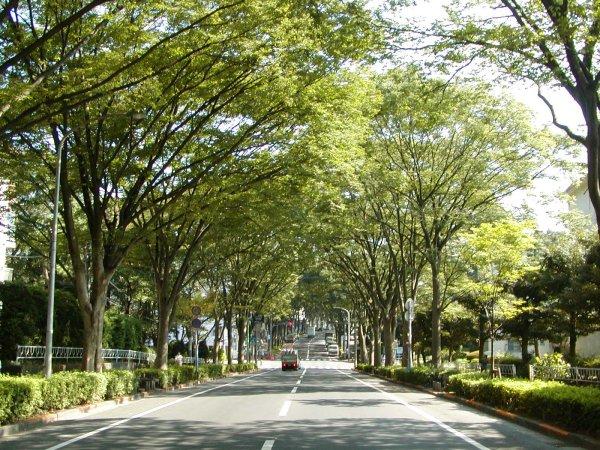 新・日本街路樹百景(常盤平けやき通り)の写真