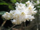 卯の花（ウツギ）写真