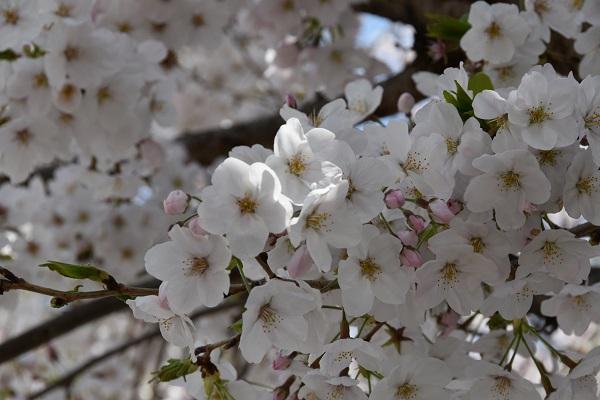 満開の桜のアップ写真