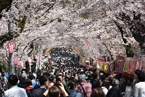 桜並木の下の多くの露店があり、人々が行きかう写真