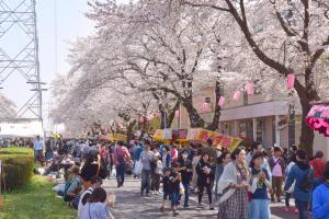 桜吹雪が舞い散る写真