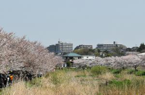 河川敷に咲く桜