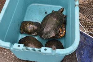 捕まった生き物の写真3