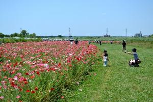 ポピーの花畑