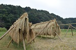 干されている稲