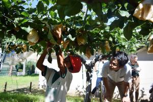 梨収穫の画像