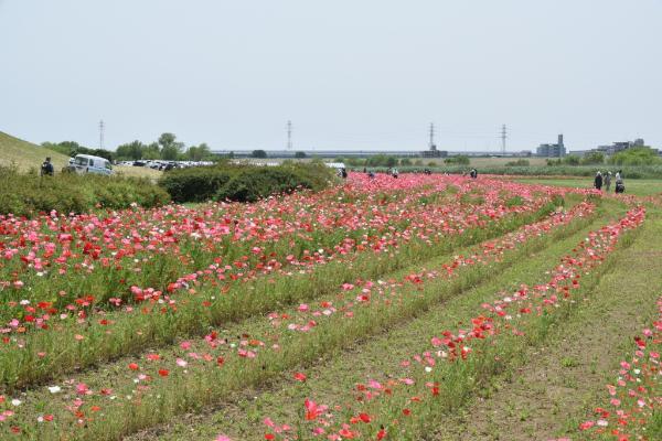 花畑の画像