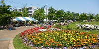 東松戸ゆいの花公園の画像