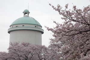 栗山桜まつり画像2