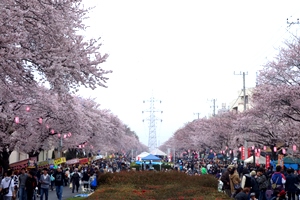 六実桜まつり画像1