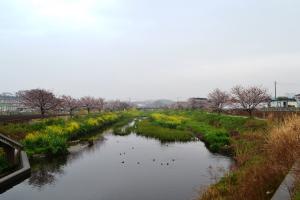 国分川桜まつり画像1