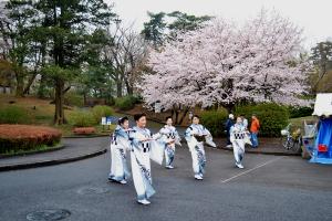 八柱霊園桜まつり画像1