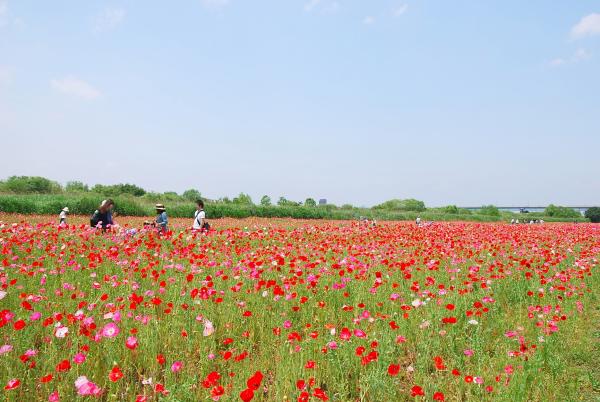 フラワーラインの花畑