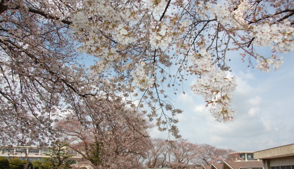 桜の写真