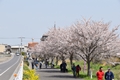 国分川の桜の写真
