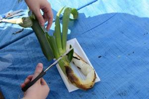 焼きねぎを切るところ