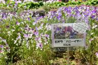 ビオラバニーイヤーの花の画像