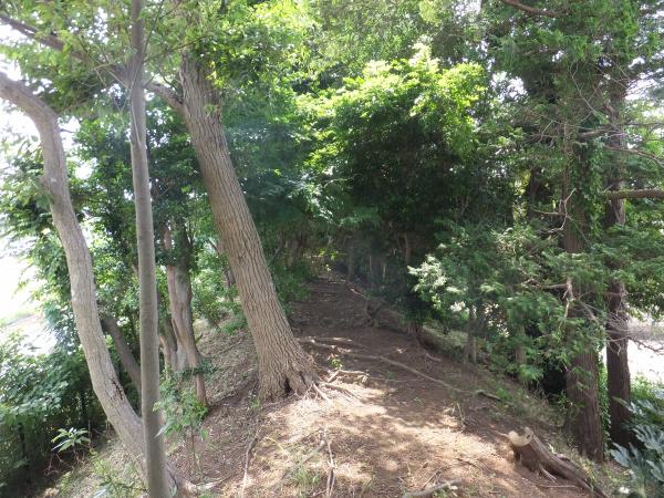 小金牧五香六実野馬除土手内の写真