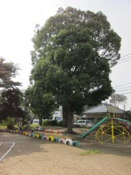 高木小学校のくすの木