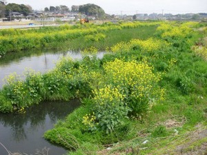 国分川の様子
