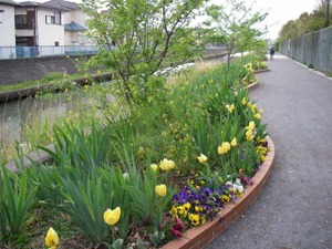 六間川の様子