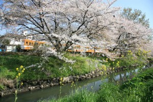 新坂川の様子