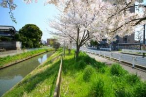 六間川の桜