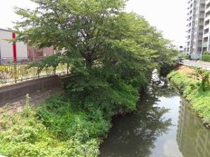 7新坂川緑道1