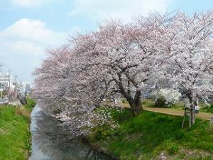 7新坂川緑道2