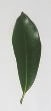 マテバシイの葉