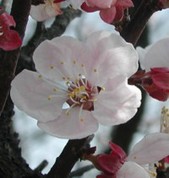 あんずの開花（幸田）写真