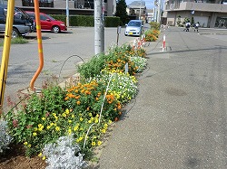 秋山駅前ロータリー横植栽地花壇の写真