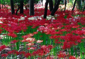 彼岸花の花景色