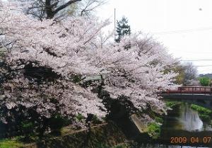 坂川の桜