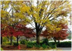木々が黄色や赤色と、色鮮やかに染まっている写真
