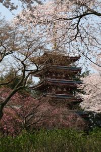 桜と本土寺の写真