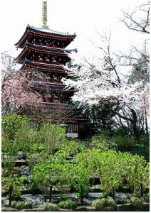 桜と本土寺の写真