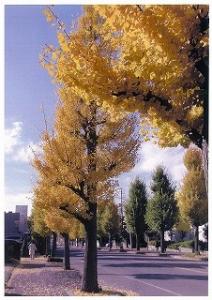 黄色に色づく、いちょう並木の写真