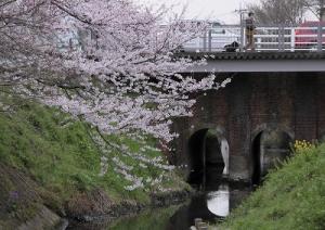 メガネ橋の桜の写真