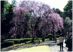戸定が丘歴史公園「しだれ桜」の写真