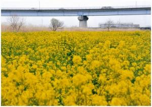 江戸川堤に一面に咲く菜の花の写真