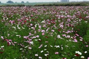 I江戸川の花畑