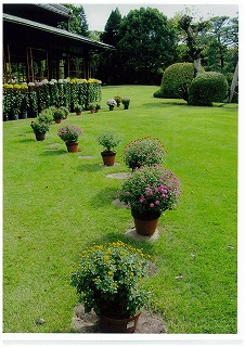 庭園に小鉢の菊が展示されている写真